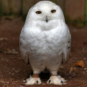 Meet your Posher, Misty